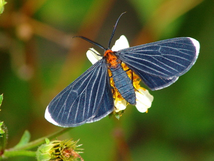 	Melanchroia chephise	