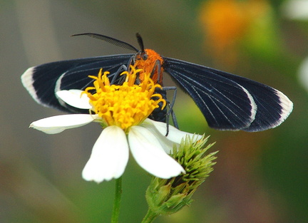 	Melanchroia chephise	