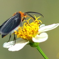 	Melanchroia chephise	