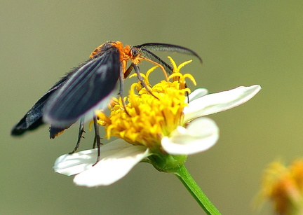 	Melanchroia chephise	