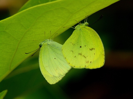 	Pyrisitia lisa euterpe