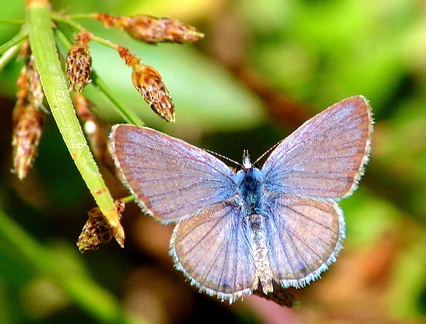 	Hemiargus hanno watsoni	