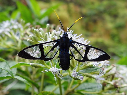 	Nyridela chalciope	