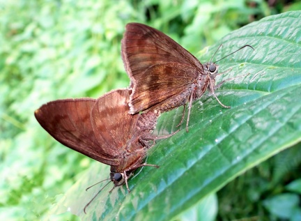 	Astraptes anaphus anausis