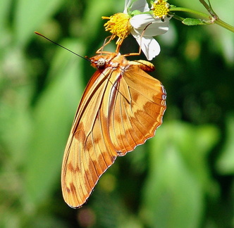 	Dryas iulia dominicana	