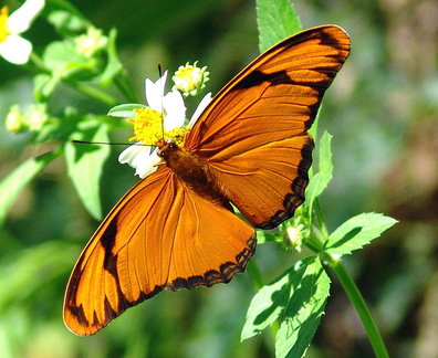 	Dryas iulia dominicana