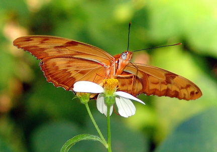 	Dryas iulia dominicana