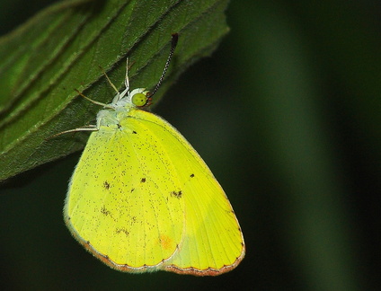 	Eurema lisa	