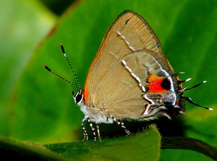 	Electrostrymon angerona	