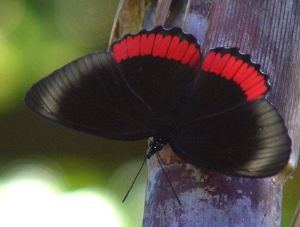 	Biblis hyperia	