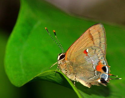 	Electrostrymon angelia karukera