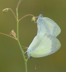 	Eurema daira palmira