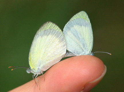 	Eurema daira palmira