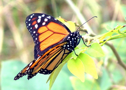 	Danaus plexippus tobagi