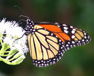 	Danaus plexippus tobagi	