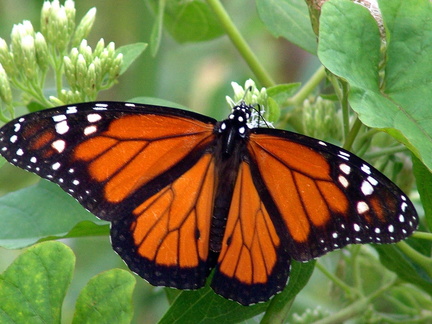 	Danaus plexippus tobagi	