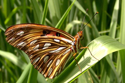 	Agraulis vanillae insularis	