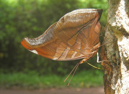 	Historis odius caloucaera	