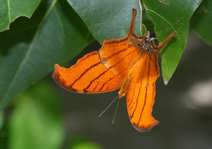 	Marpesia petreus damicorum	