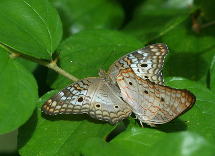 	Anartia jatrophae intermedia