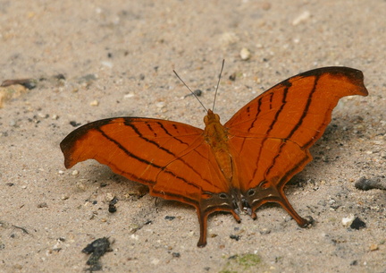 	Marpesia petreus damicorum