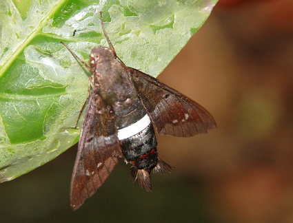 	Aellopos tantalus	