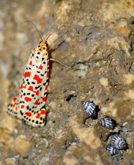 	Utetheisa pulchella	