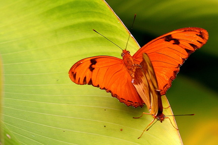 	Dryas iulia dominicana