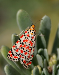 	Utetheisa pulchella	