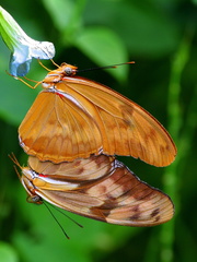 	Dryas iulia dominicana