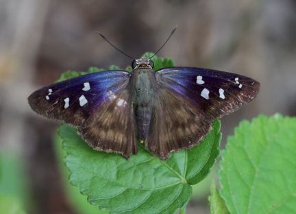 	Polygonus manueli punctus