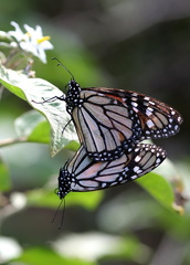 	Danaus plexippus tobagi	