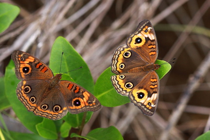 	Junonia genoveva	