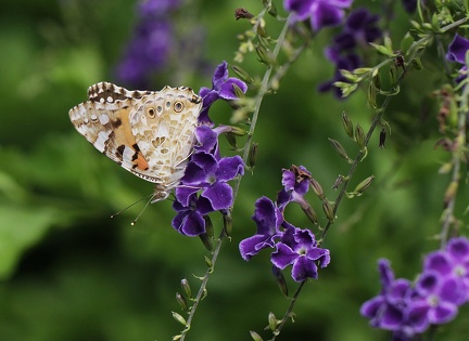 	Vanessa cardui