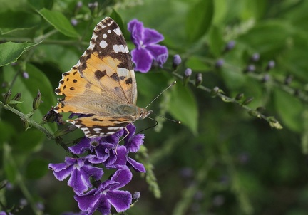 	Vanessa cardui