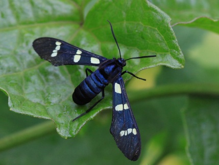 	Syntomeida melanthus