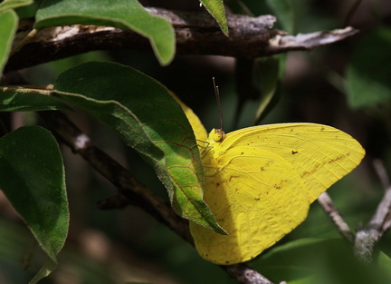 	Phoebis agarithe pupillata	