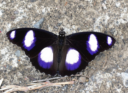 	Hypolimnas misippus	