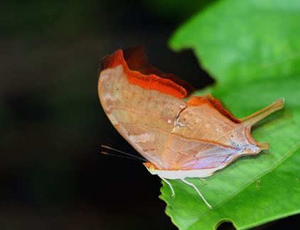 	Marpesia petreus damicorum		