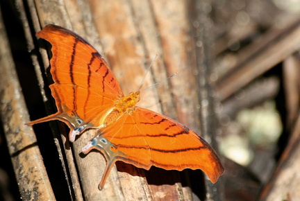 	Marpesia petreus damicorum	