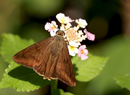 	Astraptes anaphus anausis