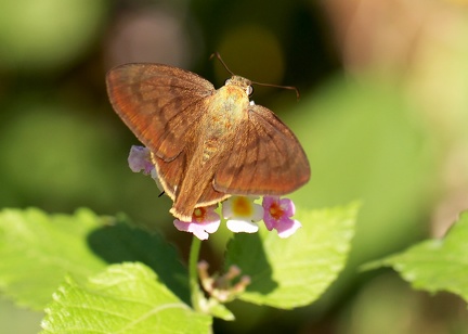 	Astraptes anaphus anausis