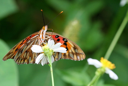 	Agraulis vanillae insularis