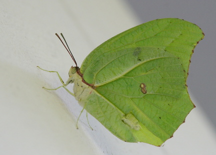 	Anteos maerula	