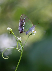 	Chlorostrymon simaethis simaethis