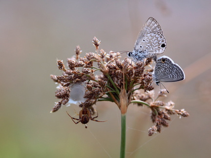 	Hemiargus hanno watsoni	