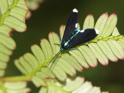 	Napata rabdonota	