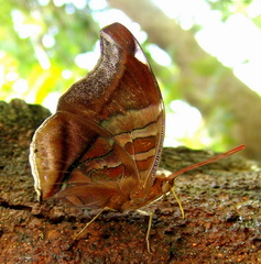 	Historis odius caloucaera