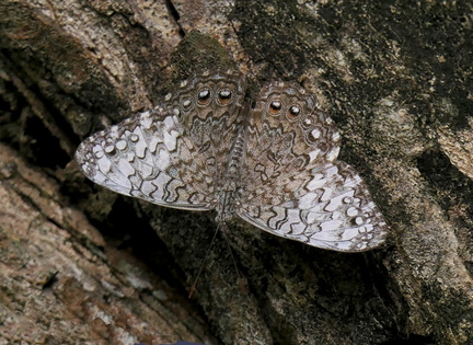 	Hamadryas amphichloe diasia