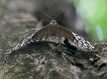 	Hamadryas amphichloe diasia